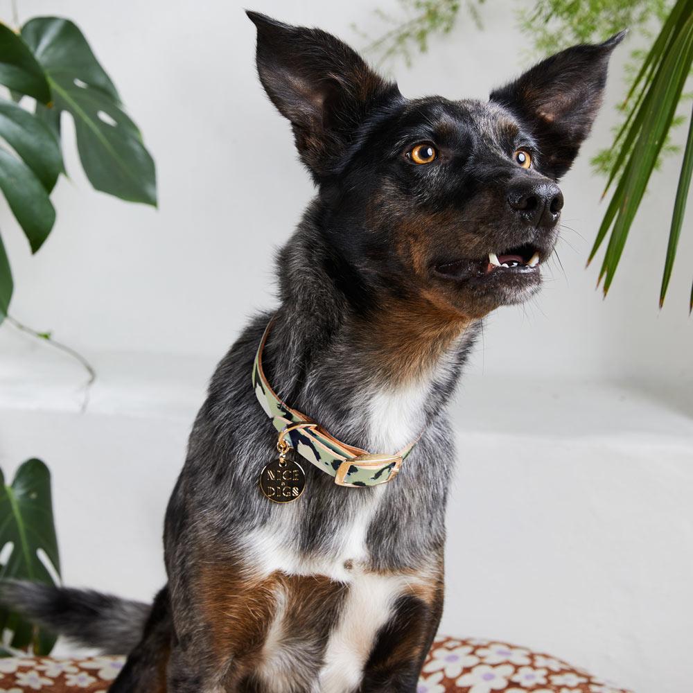 Nice collar shop