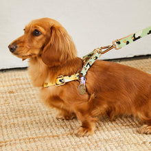 Nice Digs Sorbet Animal Dog Harness | Smack Bang
