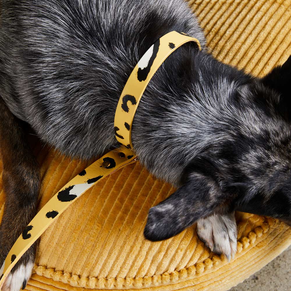 Tan dog leash top