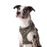Wolves of Wellington Rambo Mesh Harness | Smack Bang