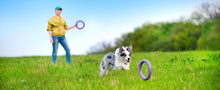 Puller Collar Midi Dog Training Rings | Smack Bang