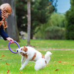 Puller Collar Mini Dog Training Rings | Smack Bang