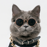 Cat Sunglasses NZ | Smack Bang
