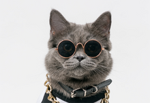 Cat Sunglasses NZ | Smack Bang