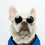 Cat Sunglasses NZ | Smack Bang