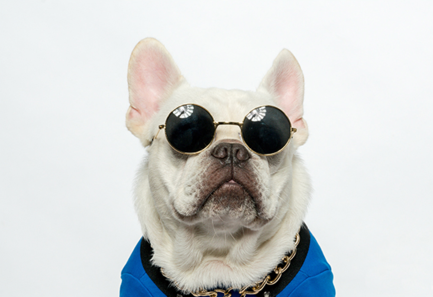 Cat Sunglasses NZ | Smack Bang