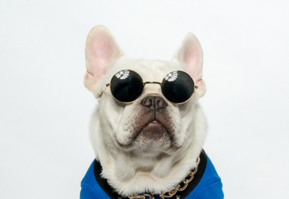 Cat Sunglasses NZ | Smack Bang