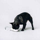 Thirsty Dog Drink Bottle Brilliant White | Smack Bang
