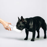 Thirsty Dog Drink Bottle Brilliant White Frenchie | Smack Bang