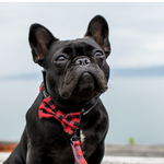 Wolves of Wellington Buffalo Dog Collar, Lead and Bow Tie Set Lola French Bulldog | Smack Bang