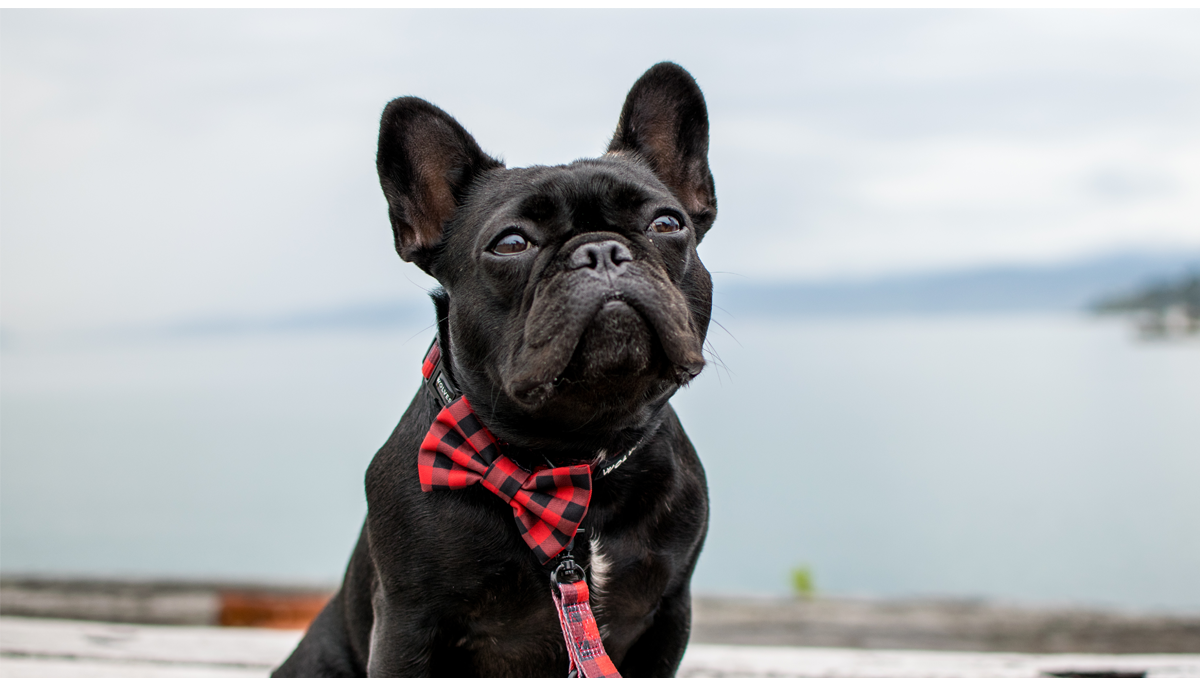Wolves of Wellington Buffalo Dog Collar, Lead and Bow Tie Set Lola French Bulldog | Smack Bang