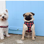 Wolves of Wellington Buffalo Dog Harnesses | Front-Clip and Mesh | Smack Bang