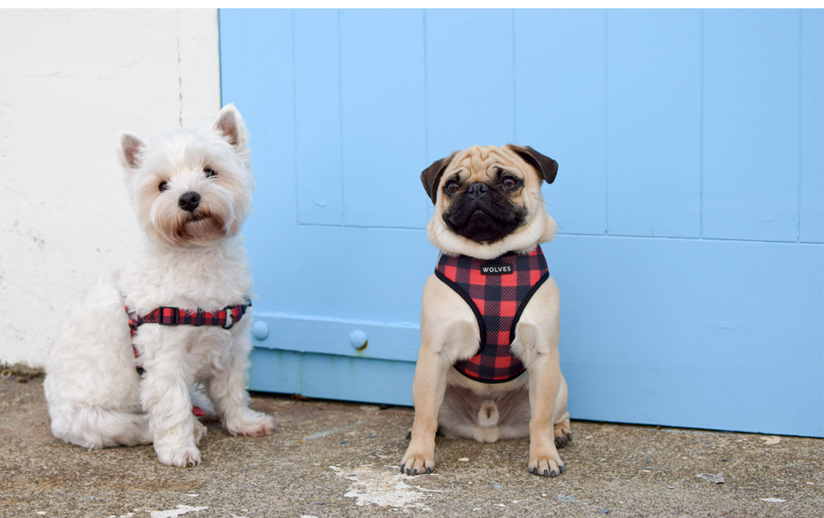 Wolves of Wellington Buffalo Dog Harnesses | Front-Clip and Mesh | Smack Bang