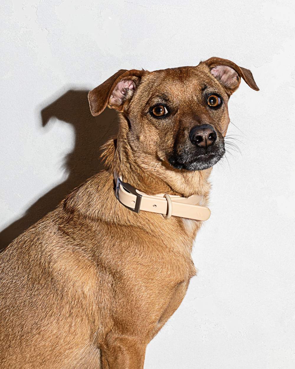 Wild one shop dog collar