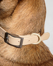 Wild One Tan Dog Collar | Smack Bang