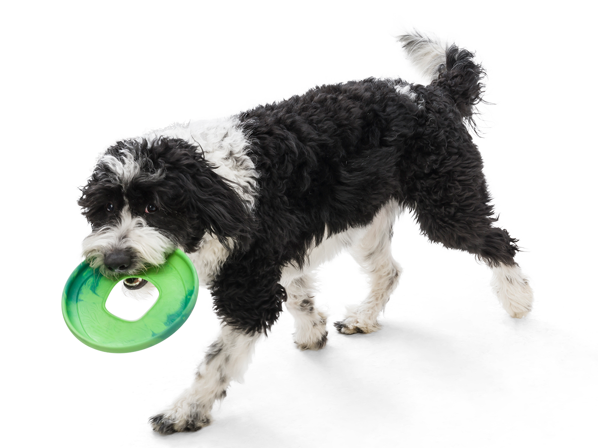 West Paw Seaflex Sailz Dog Frisbee | Smack Bang