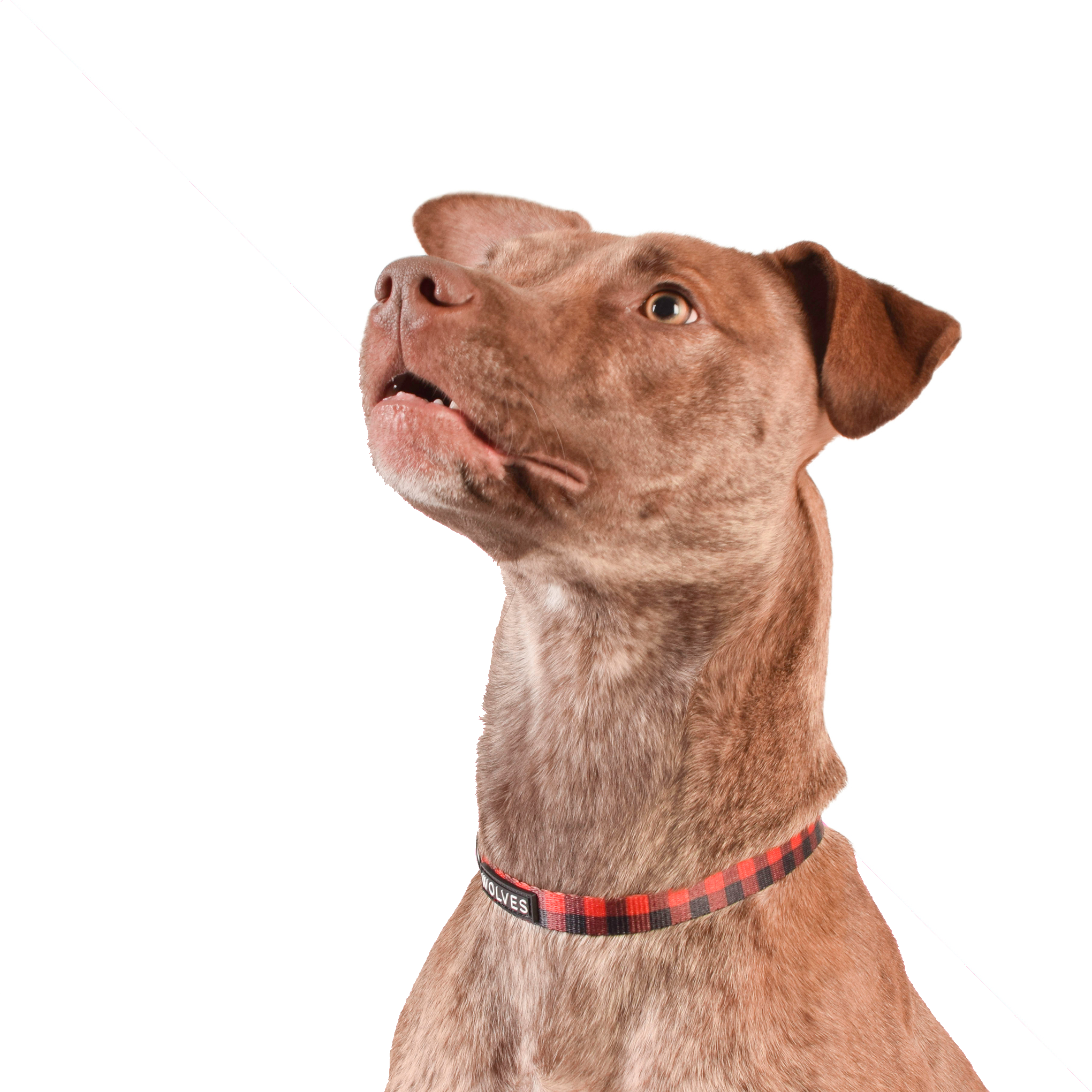 Wolves of Wellington Buffalo Dog Collar | Smack Bang