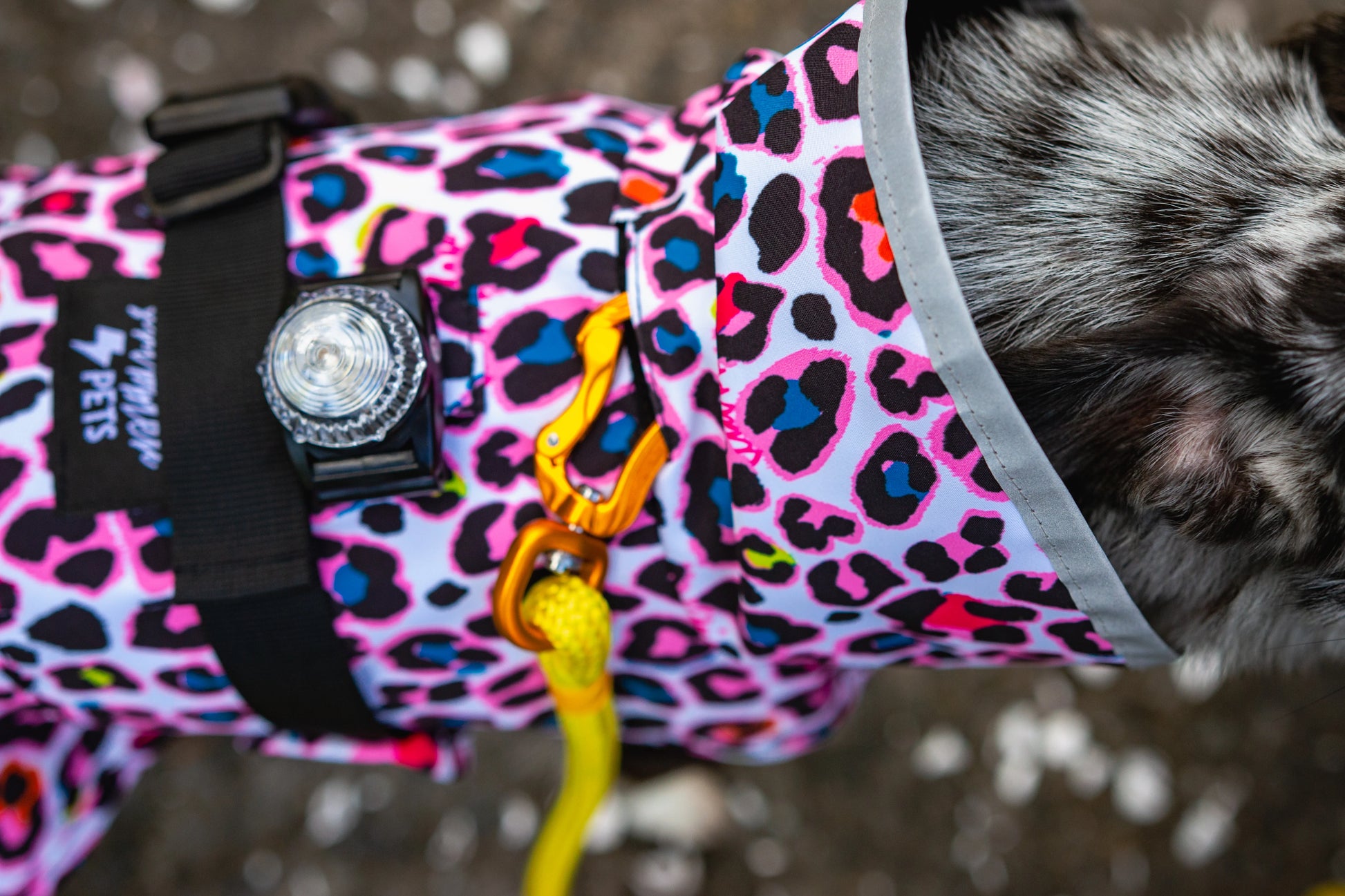 Scribbler Pets Neon Leopard Dog Waterproof Coat | Smack Bang
