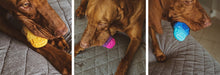 Zee Dog Brainies Dog Chew Toy | Smack Bang